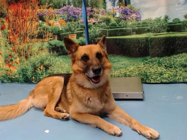 A senior large-sized male German Shepherd Dog dog named Leroy Jethro Gibbs for adoption in Moreno Valley, CA