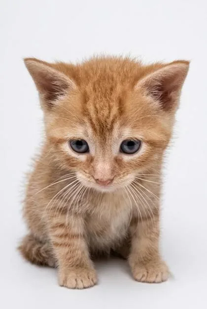 A baby medium-sized male Orange / Red Domestic Short Hair cat named Dawson for adoption in Bedford, IN
