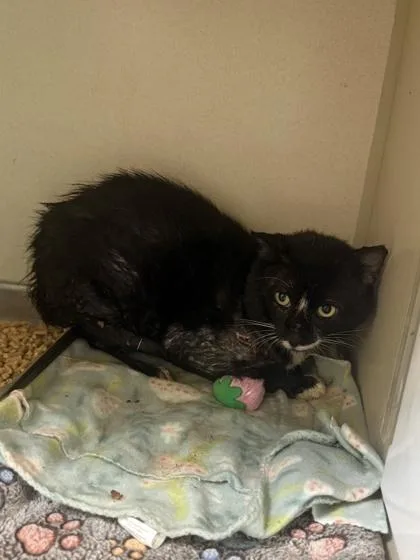 An adult small-sized male Domestic Short Hair cat named Pierogi for adoption in King William, VA
