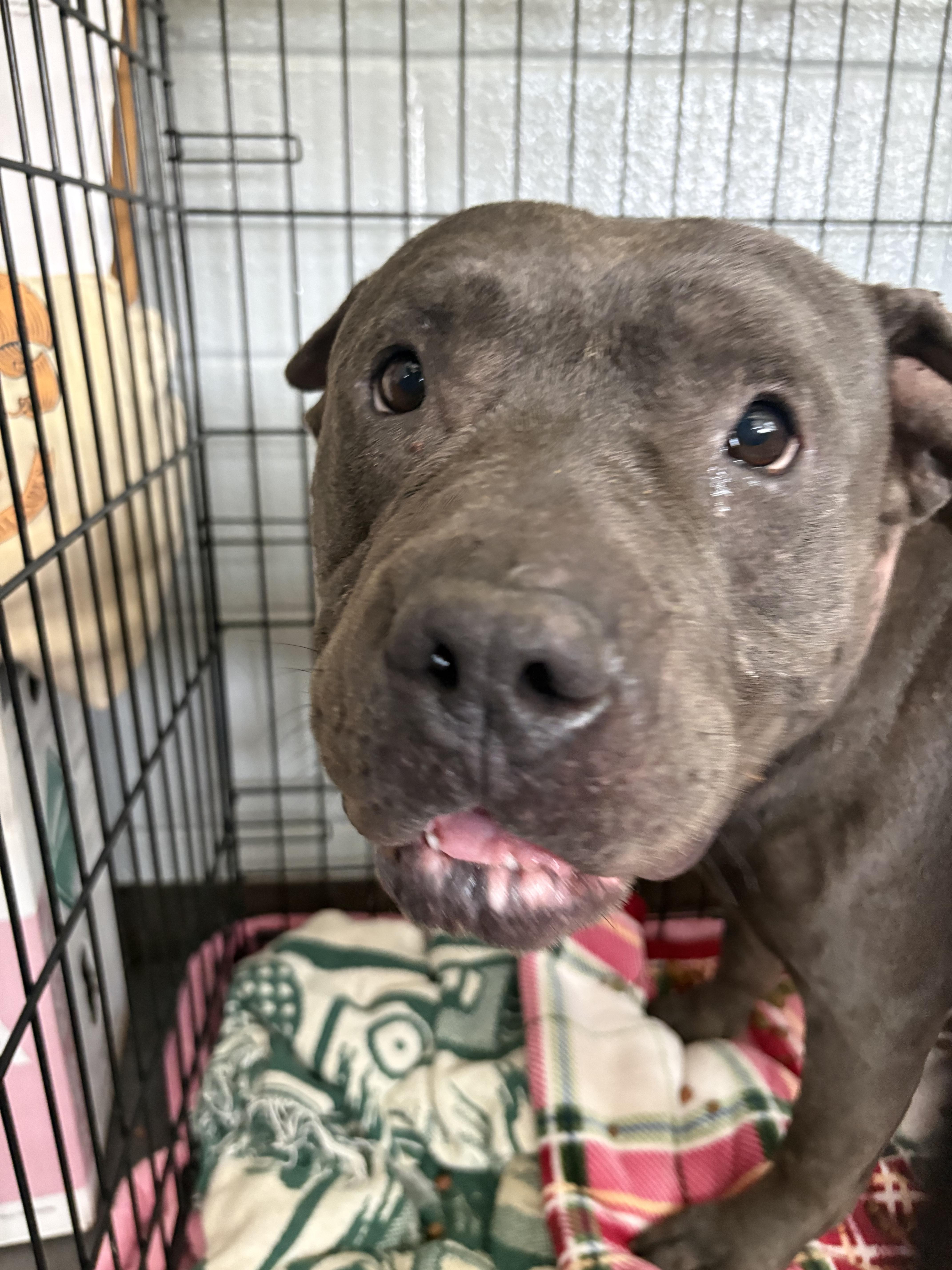 An adult large-sized male Pit Bull Terrier dog named Creed for adoption in Hermitage, PA