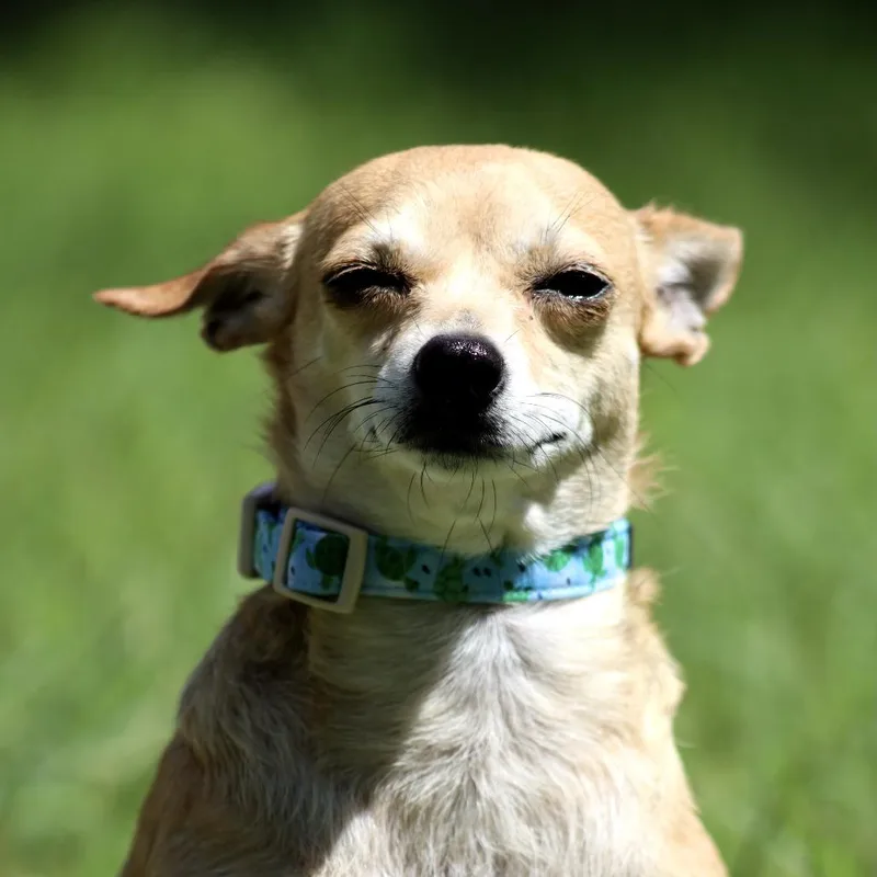 Muffin  Chihuahua