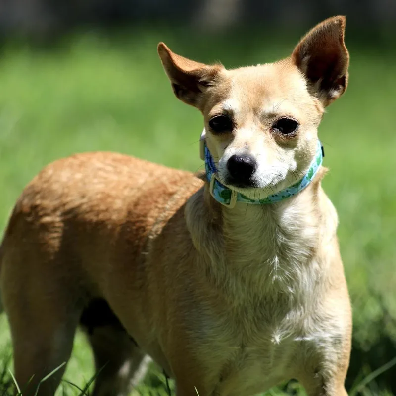 Muffin  Chihuahua thumbnail 2