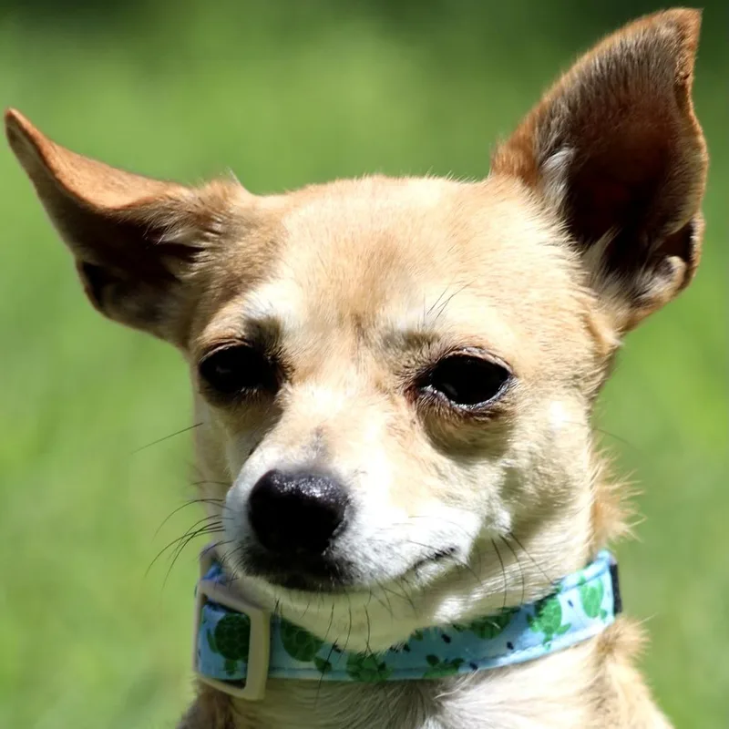 Muffin  Chihuahua thumbnail 3