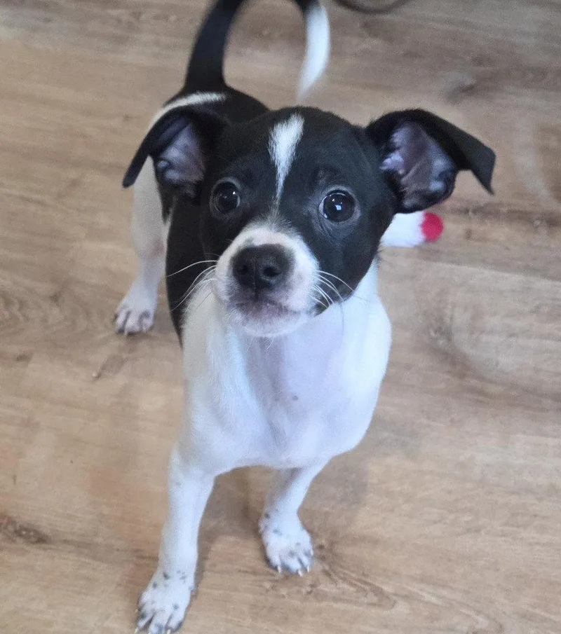 A baby small-sized male Chihuahua dog named Elvis for adoption in Sayreville, NJ