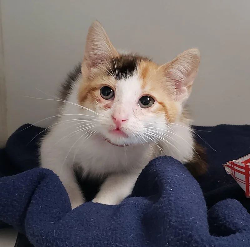 A baby small-sized female White Domestic Short Hair cat named Toots for adoption in Oakland, CA