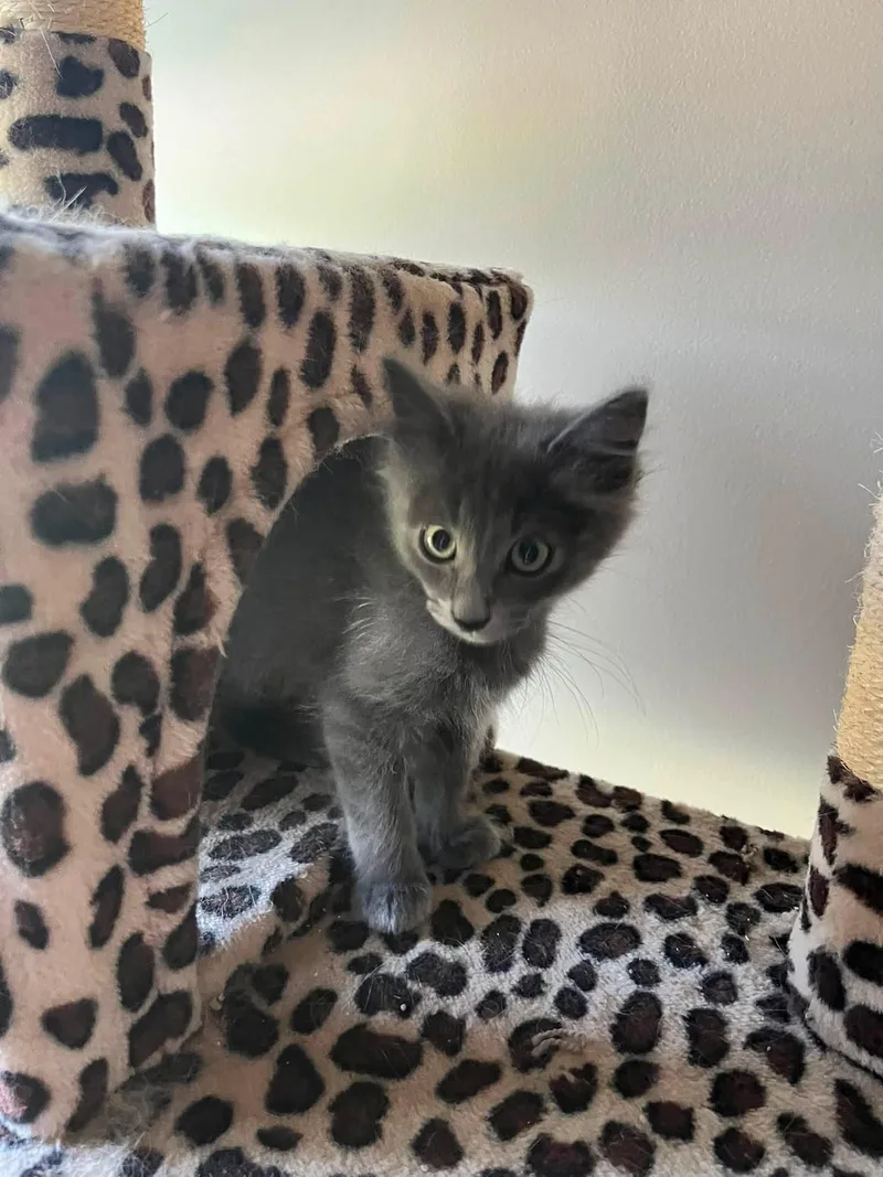 A baby small-sized male Gray / Blue / Silver Domestic Medium Hair cat named Sneak for adoption in Clarksville, TN