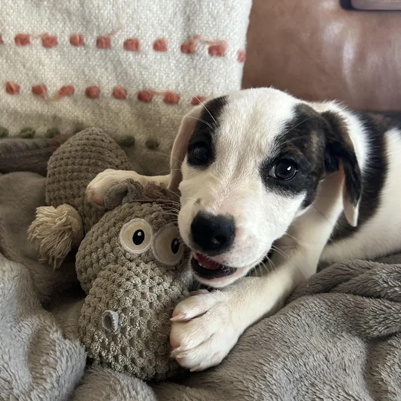 Cherry Blossom thumbnail 2