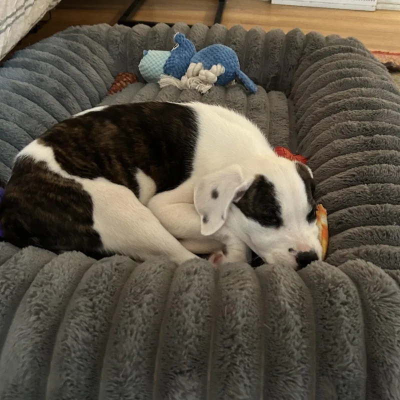 Cherry Blossom thumbnail 3