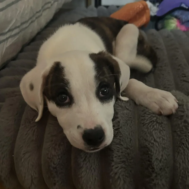 Cherry Blossom thumbnail 4