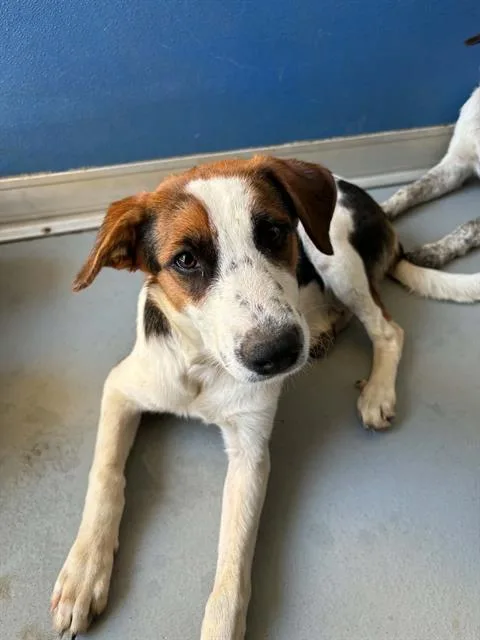 A baby small-sized female Australian Shepherd dog named Vanellope for adoption in Visalia, CA