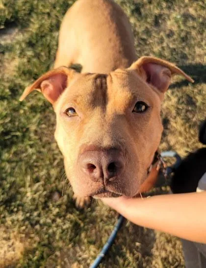 Honey Bun thumbnail 3