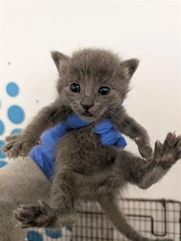 A baby small-sized male Domestic Short Hair cat named Neptune for adoption in San Martin, CA