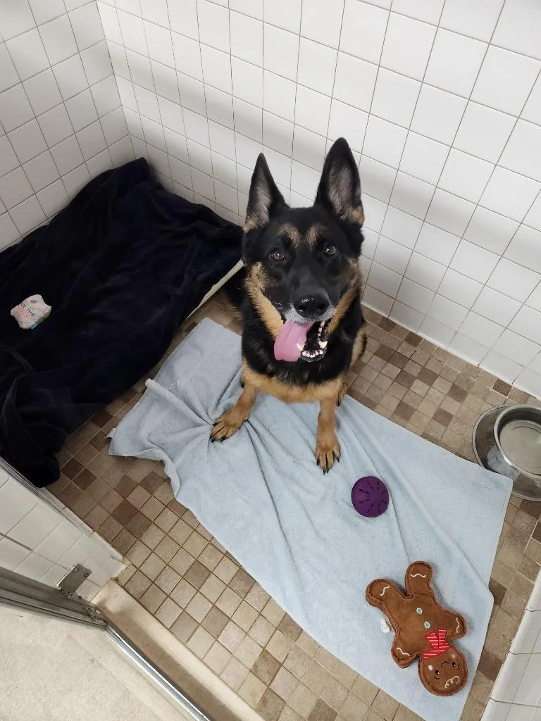 An adult large-sized female German Shepherd Dog dog named Kylie for adoption in Utica, MI