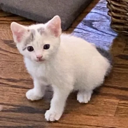 A baby small-sized female White Domestic Short Hair cat named Lexie for adoption in Long Beach, CA