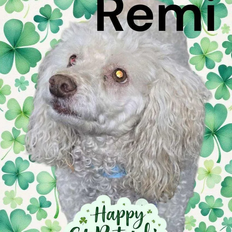 Remi