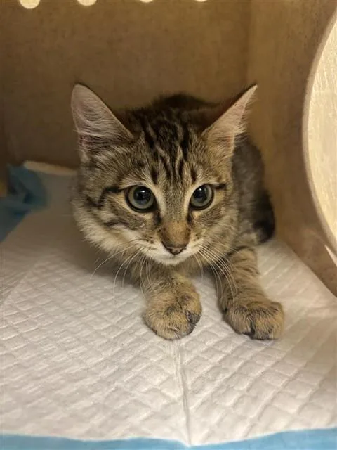 A baby small-sized female Domestic Short Hair cat named Tinky for adoption in Sacramento, CA