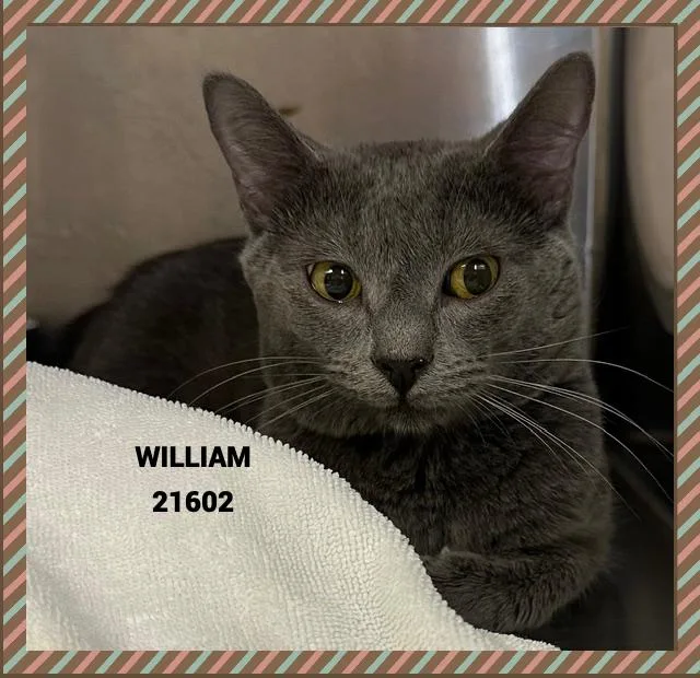A young small-sized male Gray / Blue / Silver Domestic Short Hair cat named William for adoption in Marietta, GA