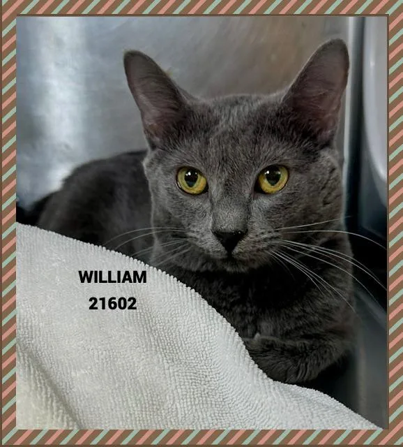 William thumbnail 2