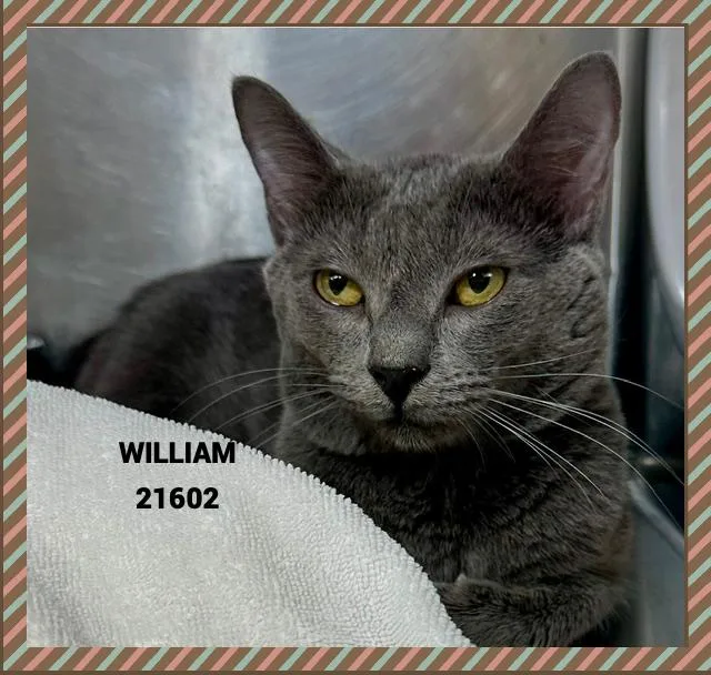 William thumbnail 3