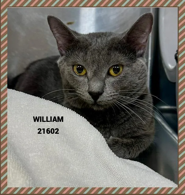 William thumbnail 4