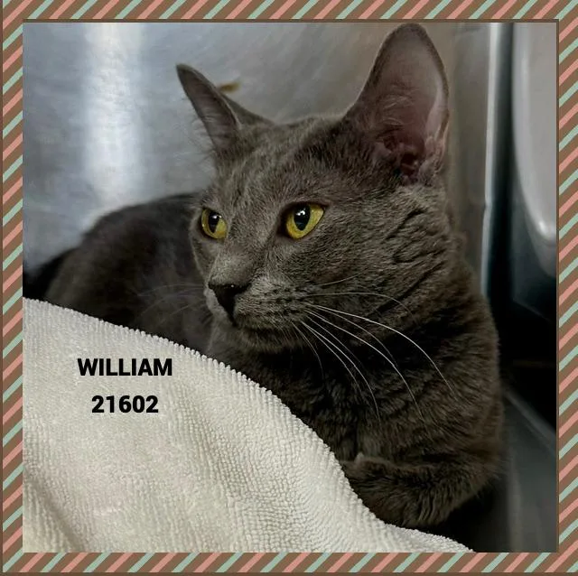 William thumbnail 5