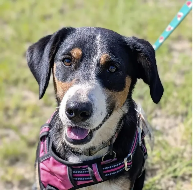 A young medium-sized female Tricolor (Brown, Black, & White) Mixed Breed dog named Sierra for adoption in Marble Falls, TX