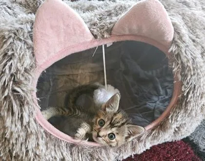 A baby small-sized female Domestic Short Hair cat named Twizzler for adoption in Lafayette, IN