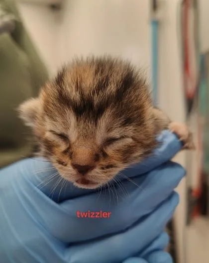 Twizzler thumbnail 2