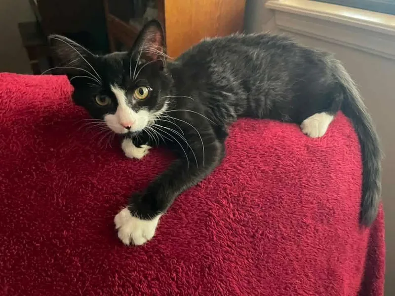 A young medium-sized male Black & White / Tuxedo Domestic Medium Hair cat named Gizmo for adoption in Broken Arrow, OK