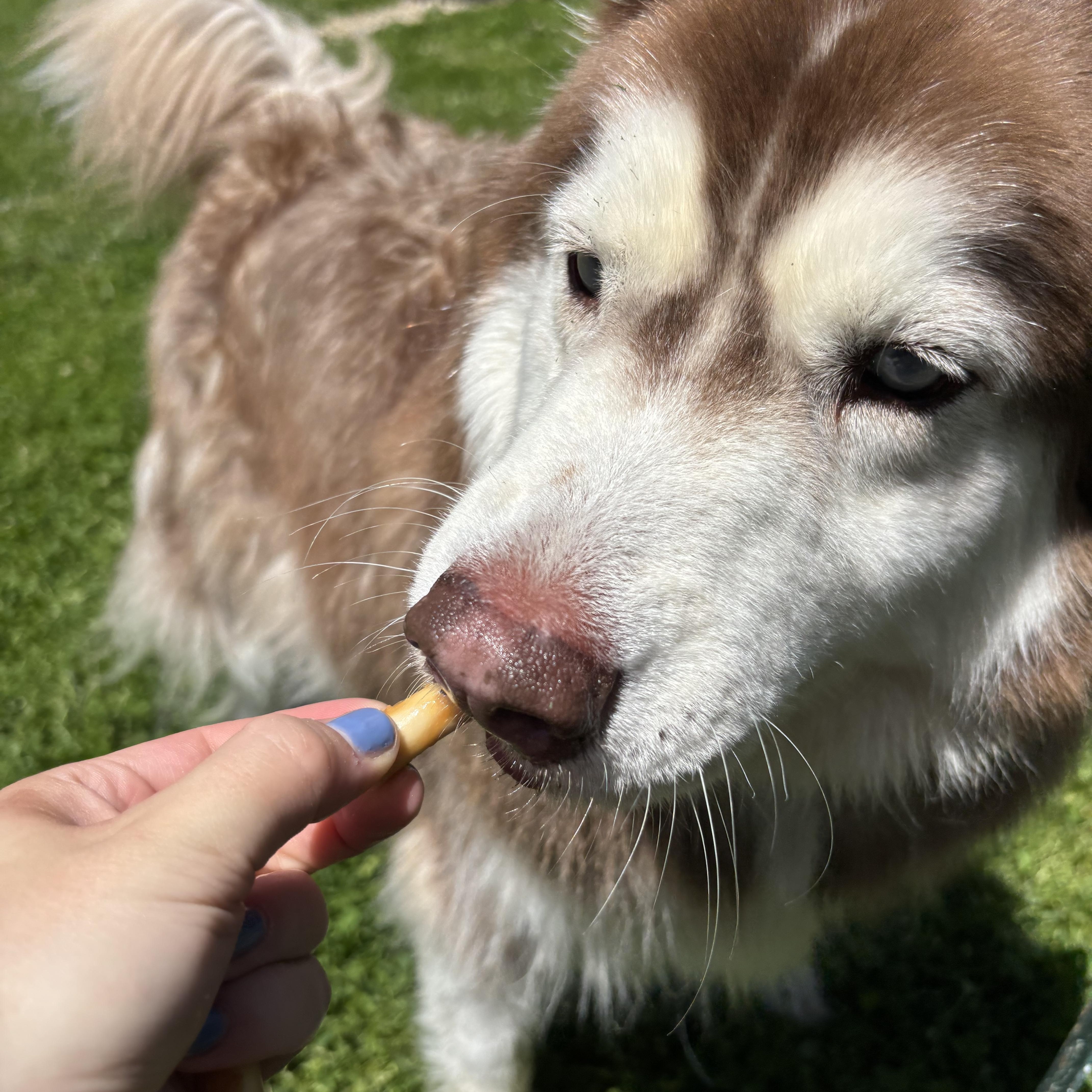 A senior large-sized male Red / Chestnut / Orange Alaskan Malamute dog named Chief for adoption in Circleville, OH