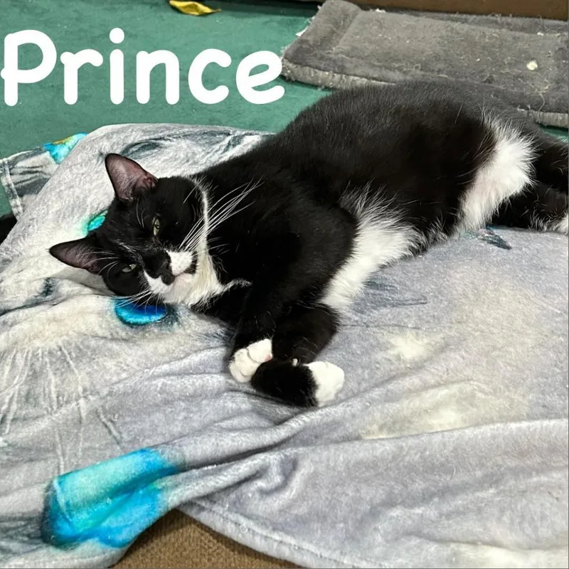 Prince thumbnail 6