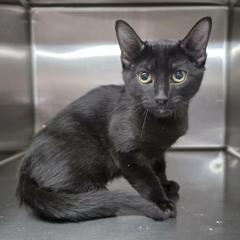 A baby small-sized male Black Domestic Short Hair cat named Lurch for adoption in Pine Mountain, GA