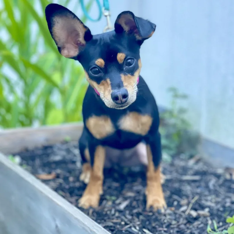 A young small-sized female Chihuahua dog named Cee Cee for adoption in Summerfield, NC