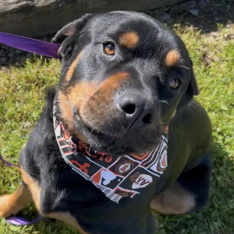 A young large-sized male Bicolor Rottweiler dog named Roy for adoption in Woodland, CA
