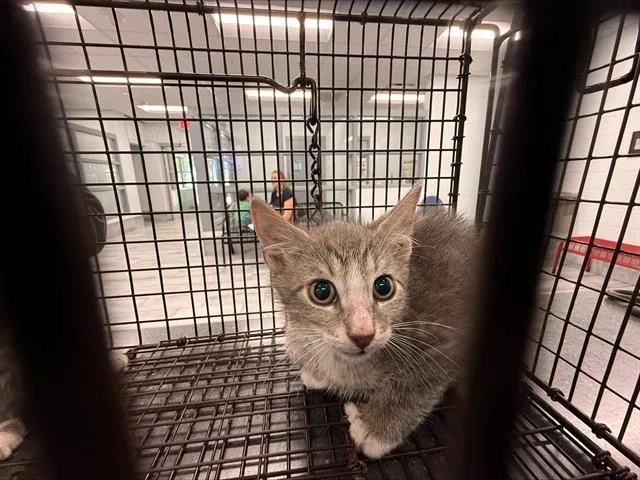A baby small-sized male Domestic Short Hair cat named Everett for adoption in Charlotte, NC