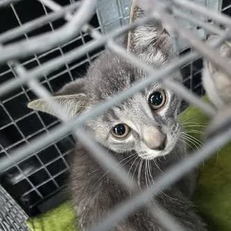 A baby small-sized male Gray / Blue / Silver Domestic Short Hair cat named Logan for adoption in Bristol, IN