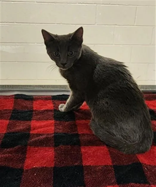 A young medium-sized female Domestic Short Hair cat named Orchid A for adoption in Plano, TX