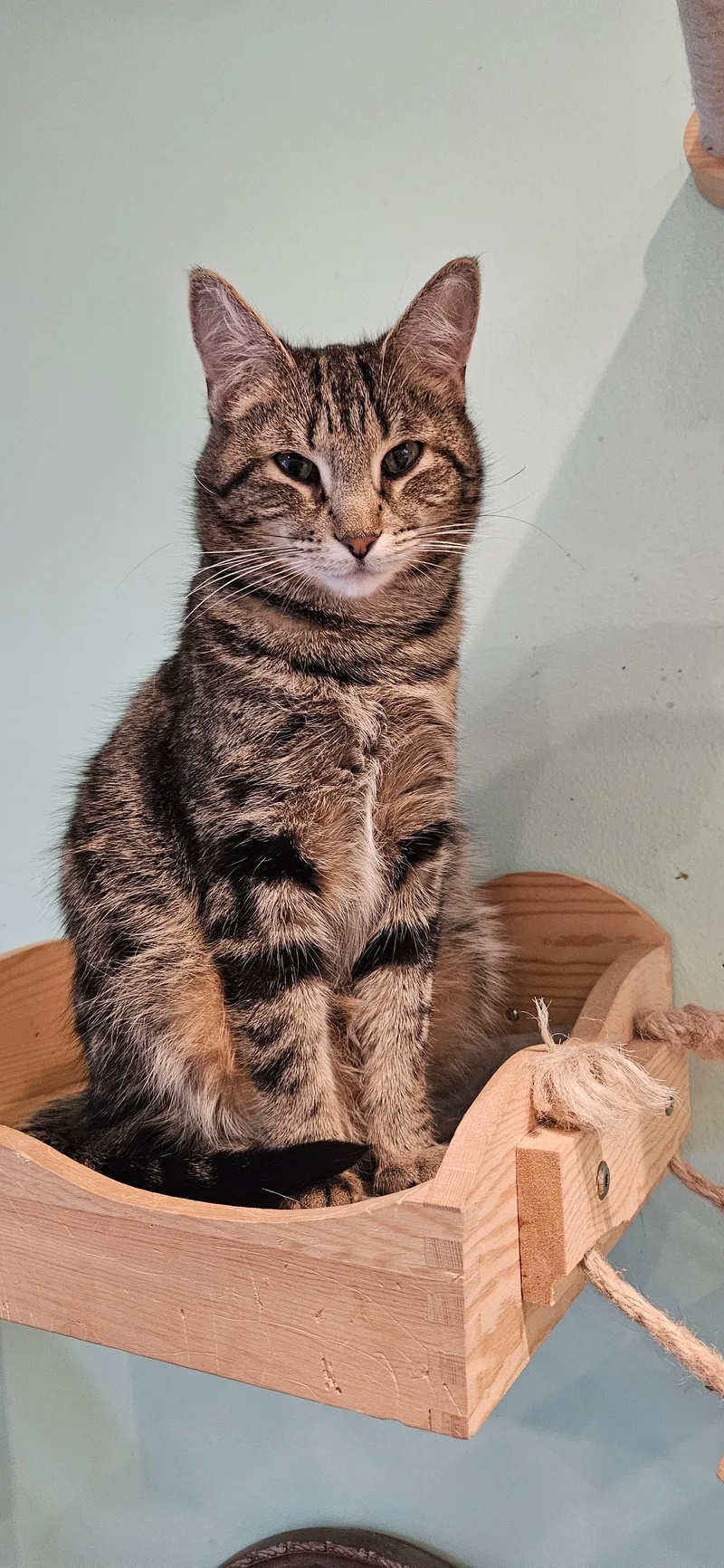 An adult medium-sized female Tabby (Brown / Chocolate) Domestic Short Hair cat named Beverly for adoption in Rochester, NY