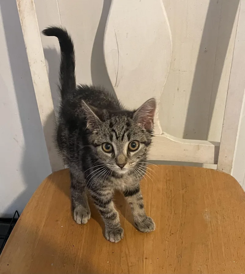 A baby small-sized male Tabby (Brown / Chocolate) Domestic Short Hair cat named Tony for adoption in Troy, NY