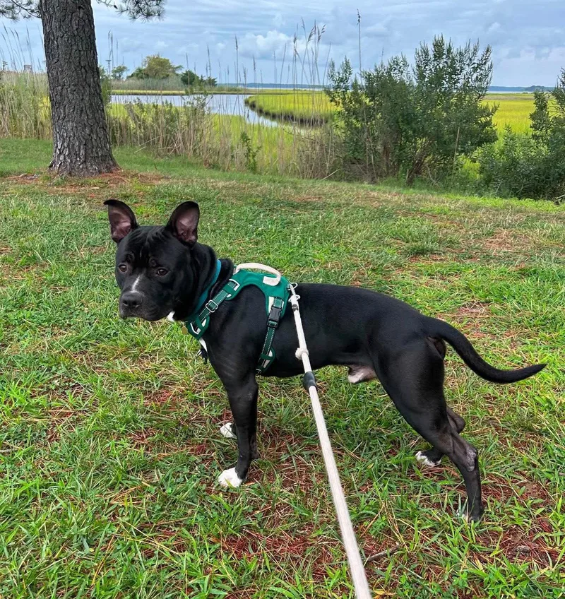 A young large-sized male Pit Bull Terrier dog named Bowser for adoption in Rockville, MD