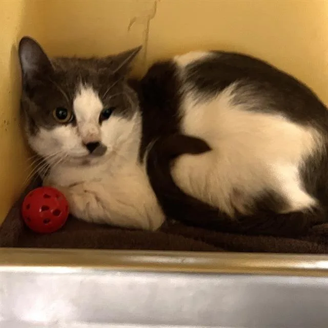 A young medium-sized male Domestic Short Hair cat named Monkey for adoption in Methuen, MA