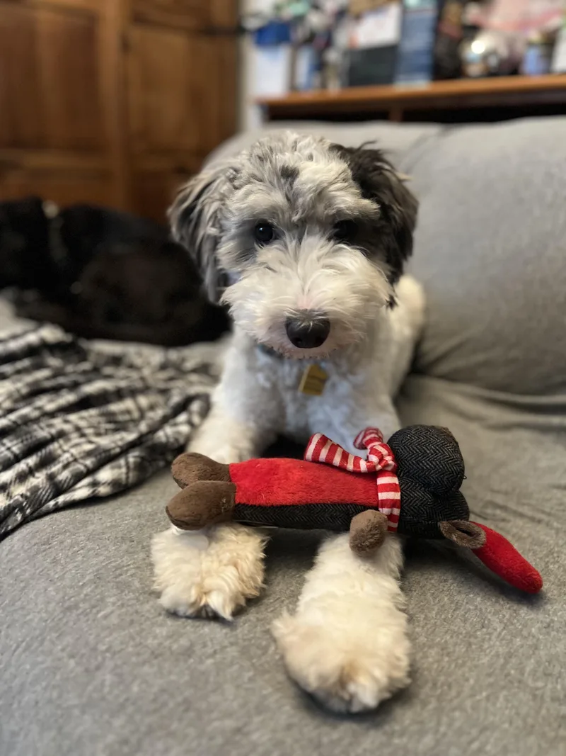 A young medium-sized male Sheepadoodle dog named Custard for adoption in New Orleans, LA