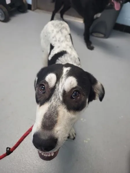 A young large-sized female Australian Cattle Dog / Blue Heeler dog named Ic for adoption in Lawrenceville, GA
