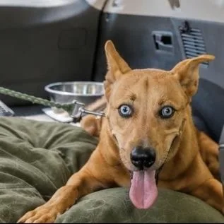 A young medium-sized female Siberian Husky dog named Flambeaux for adoption in Austin, TX