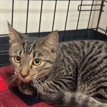 A baby medium-sized male Brown / Chocolate Domestic Short Hair cat named Toby for adoption in Blairsville, GA