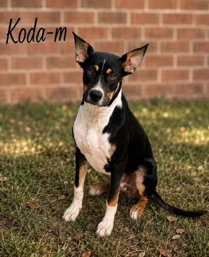 An adult medium-sized male Australian Kelpie dog named Koda for adoption in Guntersville, AL
