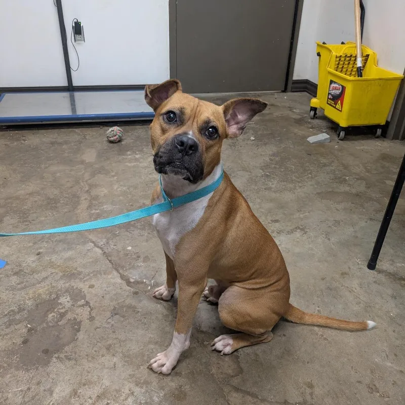 A young medium-sized male Red / Chestnut / Orange Boxer dog named Manny for adoption in Cleveland, MS