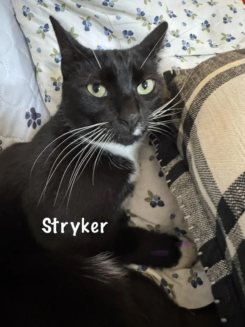 An adult medium-sized female Black & White / Tuxedo Domestic Short Hair cat named Stryker for adoption in Frewsburg, NY