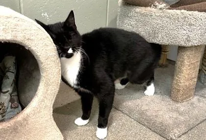 A baby small-sized female Domestic Short Hair cat named Sadie for adoption in Palm Coast, FL