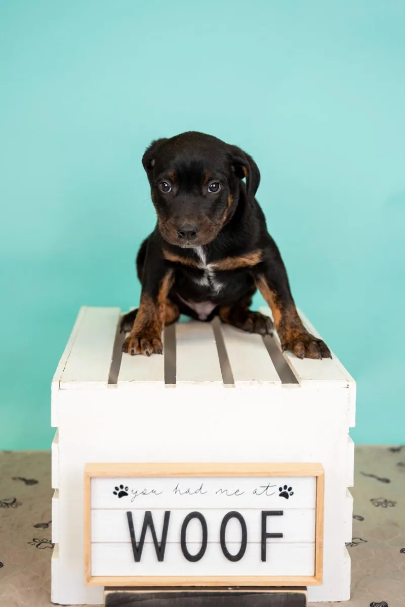 A baby medium-sized male Shepherd dog named 329-26 for adoption in Brighton, CO